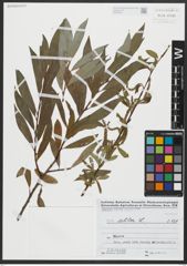 Foto von Salix alba L.